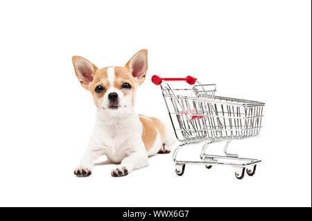 Cane di Pomerania accanto ad un vuoto carrello, su bianco Foto Stock