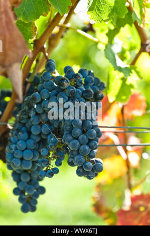 L'immagine è stata sparare in Australia in un Yarra Valley winery Foto Stock