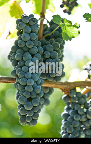 Ripe rosso uva da vino a destra prima del raccolto Foto Stock