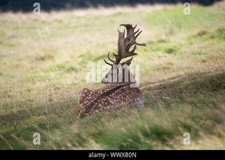 Maschio di daini (buck) Dama Dama sdraiato nell'ombra di un albero su un terreno erboso aperto Foto Stock