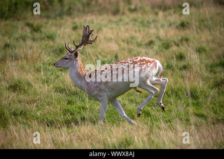 Maschio di daini (buck) Dama Dama in esecuzione su un terreno erboso aperto Foto Stock