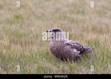 Grande skua Stercorarius skua con la sua distinta aperto e chiamando sulla prateria grossolana in Islanda Foto Stock