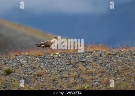 Grande skua Stercorarius skua nel profilo in piedi su un promontorio roccioso in Islanda Foto Stock