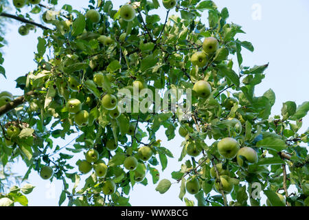 Jonagold Rubinstar, cultivar di Apple Foto Stock