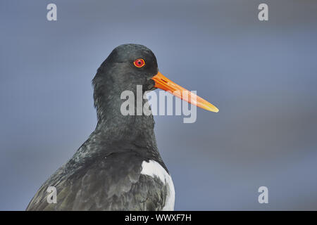 Beccaccia di mare Foto Stock