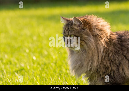 Bel gatto all'aperto, giocando sull'erba verde. Razza siberiana di cat,capelli lunghi pet di bestiame Foto Stock