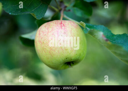 Jonagold Rubinstar, cultivar di Apple Foto Stock