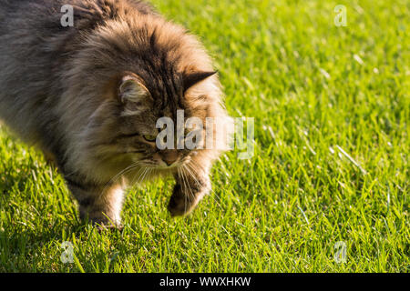 Bel gatto all'aperto, giocando sull'erba verde. Razza siberiana di cat,capelli lunghi pet di bestiame Foto Stock