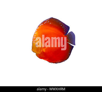 Il melone rosso pesce discus isolato su sfondo bianco Foto Stock