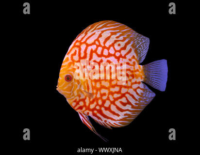 Checker Board discus pesce su sfondo nero Foto Stock