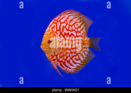 Checker Board discus pesce su sfondo blu Foto Stock