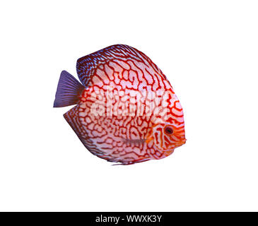 Scacchiera pesce discus isolato su sfondo bianco Foto Stock