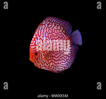 Checker Board discus pesce su sfondo nero Foto Stock