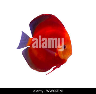 Il melone rosso pesce discus isolato su sfondo bianco Foto Stock