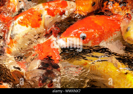 Carpe Koi frenesia in Asia Foto Stock