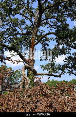 Danni provocati dalla tempesta ad albero Foto Stock