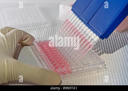 Scienziato utilizzando blu multi-canale di pipetta per il pipettaggio di una piastra a 96 pozzetti con soluzione rosa su bianco Foto Stock