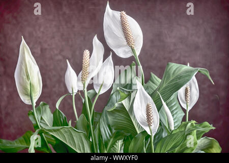 Fioritura fiori bianchi spathiphyllum. Foto Stock