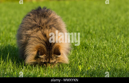 Bel gatto all'aperto, giocando sull'erba verde. Razza siberiana di cat,capelli lunghi pet di bestiame Foto Stock