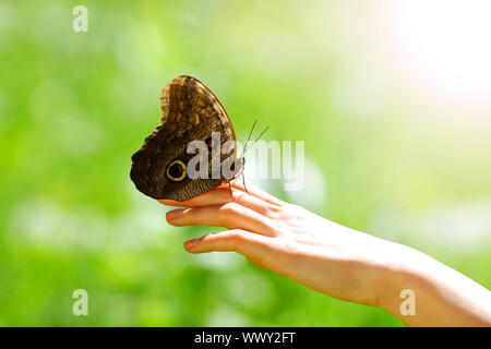 Farfalla sulla mano donna Foto Stock