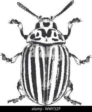 Colorado beetle - illustrazione vettoriale Illustrazione Vettoriale