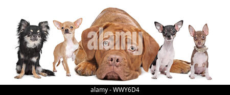 Quattro chihuahua cani e un Dogue de Bordeaux davanti a uno sfondo bianco. Foto Stock