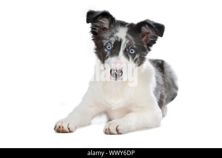 Blue merle Border Collie cucciolo di fronte a uno sfondo bianco Foto Stock