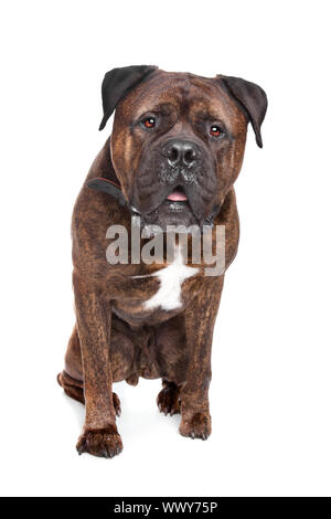 Brindle Bullmastiff davanti a uno sfondo bianco Foto Stock