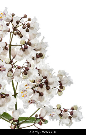 Struttura di fioritura di Catalpa, lat. Catalpa speciosa, isolato su sfondo bianco Foto Stock