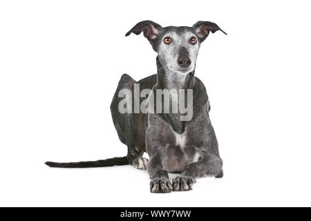 Old Greyhound davanti a uno sfondo bianco Foto Stock