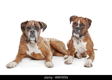 Due pianura fulvo Boxer cani di fronte a uno sfondo bianco Foto Stock