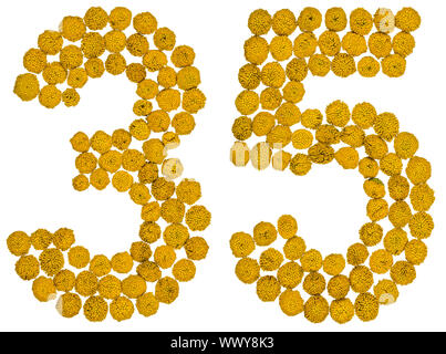 Numero arabo 35, trentacinque, dal giallo dei fiori di tansy, isolato su sfondo bianco Foto Stock