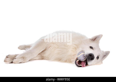 White cane pastore davanti a uno sfondo bianco Foto Stock