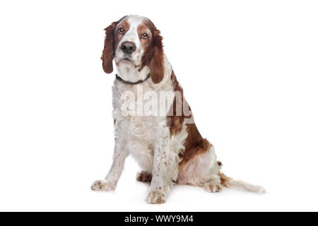 Welsh Springer Spaniel davanti a uno sfondo bianco Foto Stock