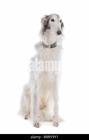 Silken windhound davanti a uno sfondo bianco Foto Stock