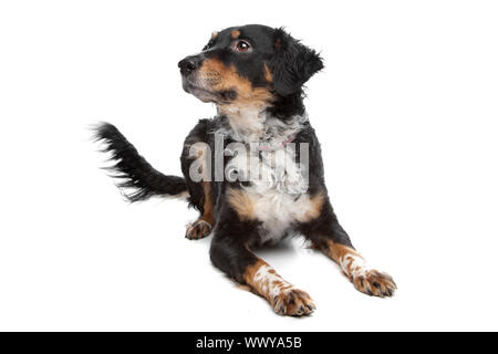 Razza cane, kooiker, il frisone puntatore, di fronte a uno sfondo bianco Foto Stock