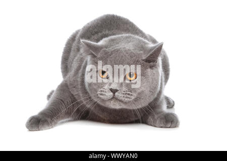 Blue British Shorthair cat davanti a uno sfondo bianco Foto Stock