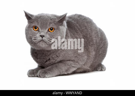 Blue British Shorthair cat davanti a uno sfondo bianco Foto Stock