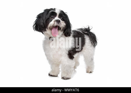 Boomer, razza cane davanti a uno sfondo bianco Foto Stock