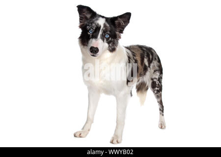 Border Collie sheepdog davanti a uno sfondo bianco Foto Stock