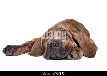 Mastiff brasiliano noto anche come Fila brasileiro cucciolo di fronte a uno sfondo bianco Foto Stock