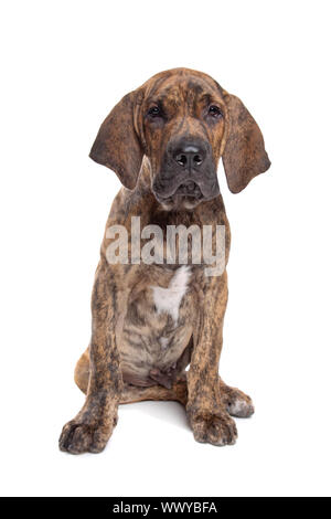 Mastiff brasiliano noto anche come Fila brasileiro cucciolo di fronte a uno sfondo bianco Foto Stock