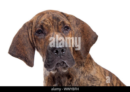 Mastiff brasiliano noto anche come Fila brasileiro cucciolo di fronte a uno sfondo bianco Foto Stock