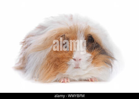 Capelli lunghi cavia davanti a uno sfondo bianco Foto Stock