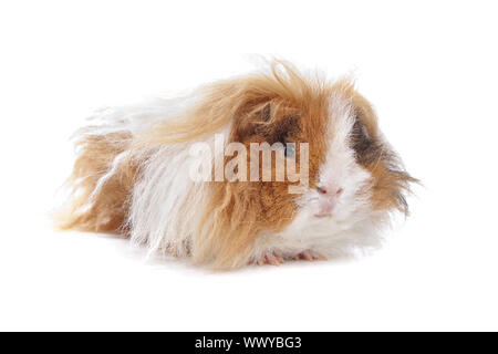 Capelli lunghi cavia davanti a uno sfondo bianco Foto Stock