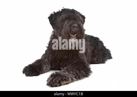 Bouvier des Flandres davanti a uno sfondo bianco Foto Stock