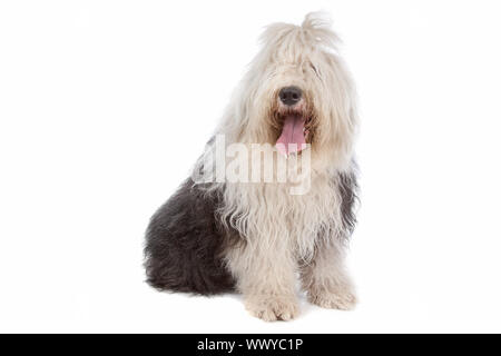 Old English Sheepdog davanti a uno sfondo bianco Foto Stock