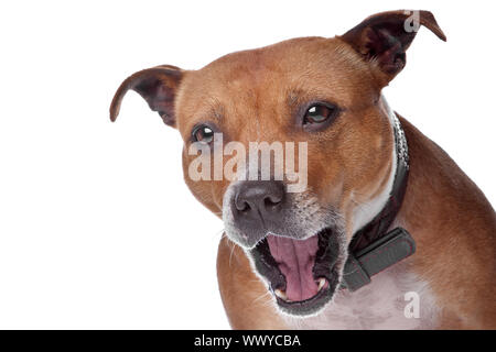 Inglese staffordshire bull terrier (staffordshire, staffy, staffie, Stafford) sdraiato sul pavimento, isolato su sfondo bianco Foto Stock