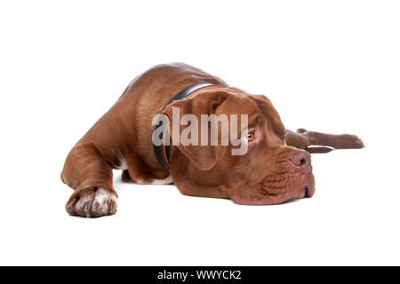 Mix bull mastiff,Tosa inu ,isolato su uno sfondo bianco Foto Stock