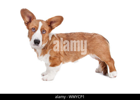 Vista laterale del Welsh Corgi cane guardando la telecamera, isolato su sfondo bianco Foto Stock